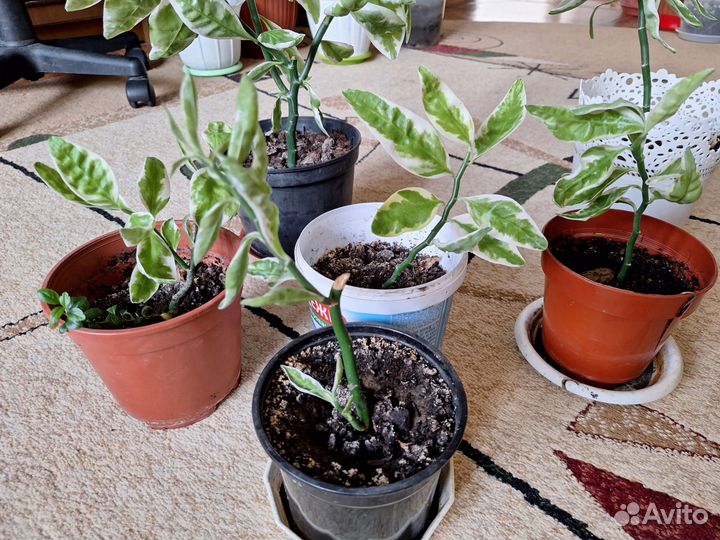 Педилантус, Колеус