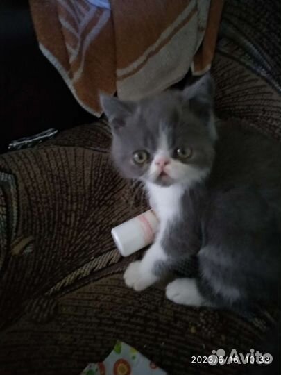 Котенок перс