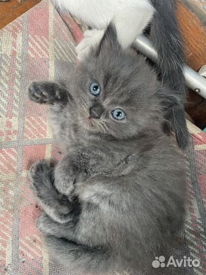 Британская кошка в дар