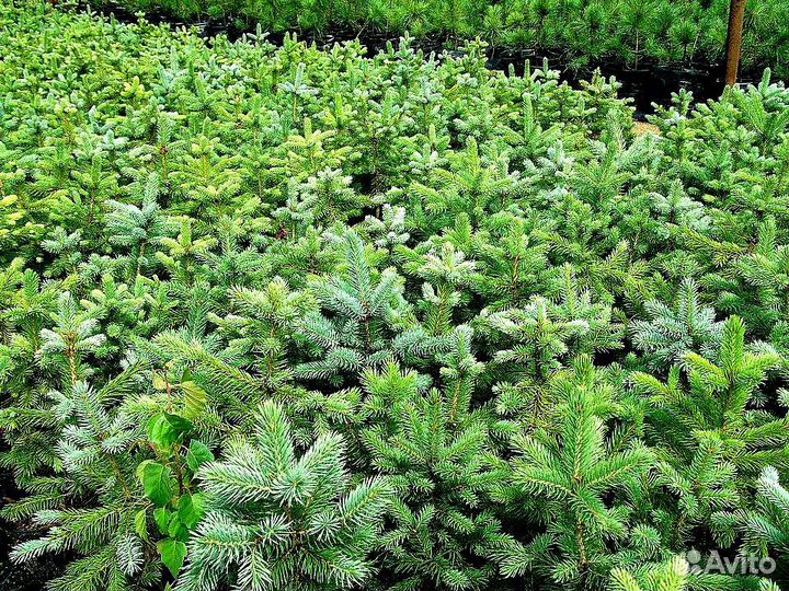 Ель Голубая из питомника с доставкой