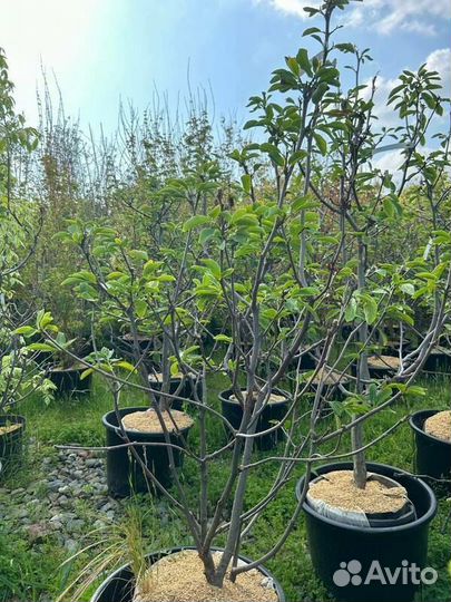 Магнолия Суланжа