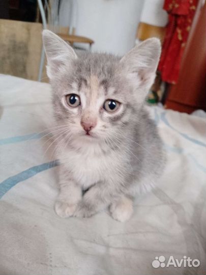 Кошки в добрые руки