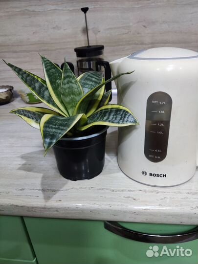 Сансевиерия Эйдж ханни