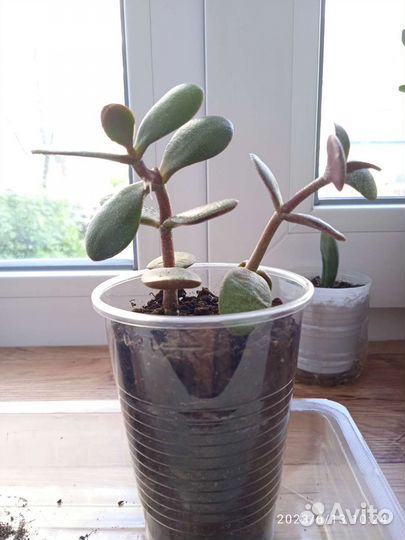 Крассула толстянка