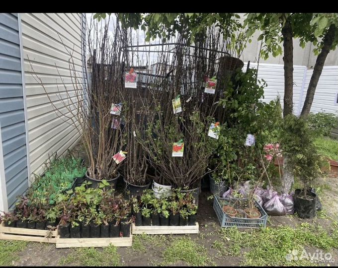 Саженцы плодовых деревьев