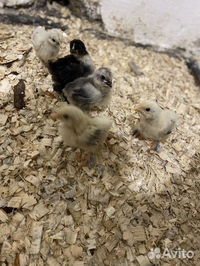 Цыплята карликового кохинхина