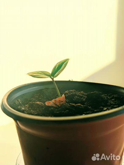 Замиокулькас