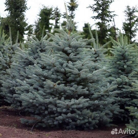 Голубая ель с доставкой