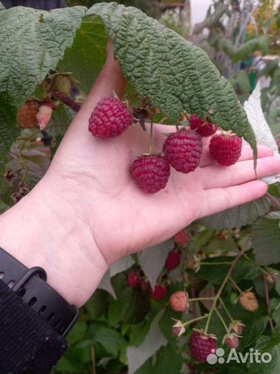Малина ремонтантная Жар Птица