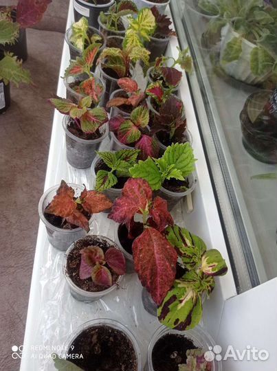 Колеусы красавчики