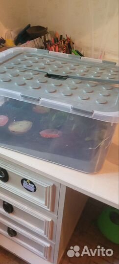 Улитки ахатины бесплатно