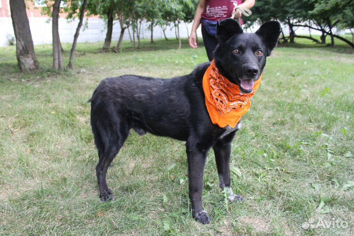 Серьезный и милый песик ждет своих родителей