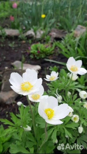 Многолетники