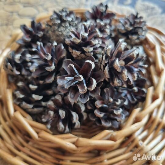 Шишки сосны/флористика/набор для поделок