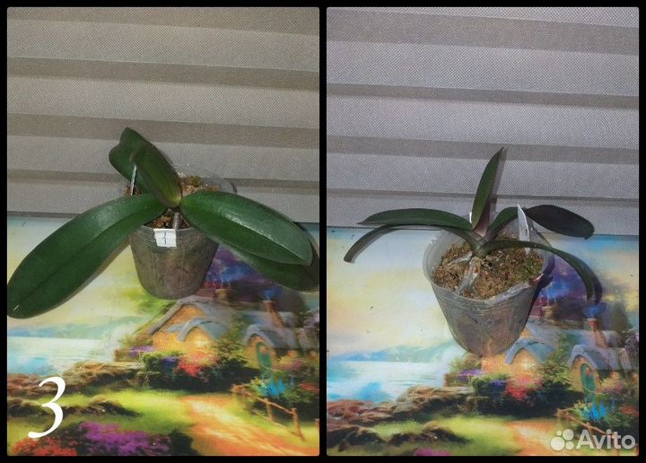 Комнатные растения цветы