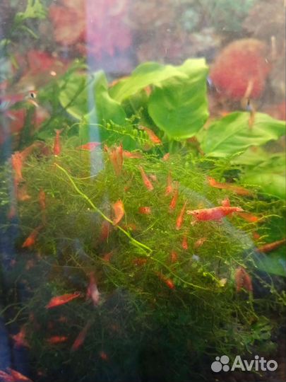 Креветки Вишня