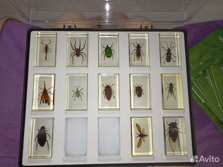 Насекомые и их знакомые