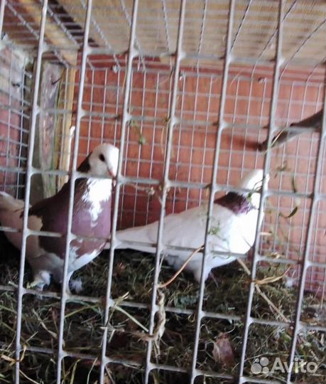 Продажа голубей