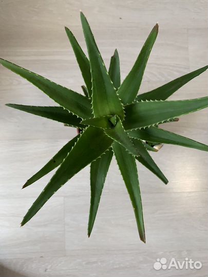 Алоэ вера комнатное растение