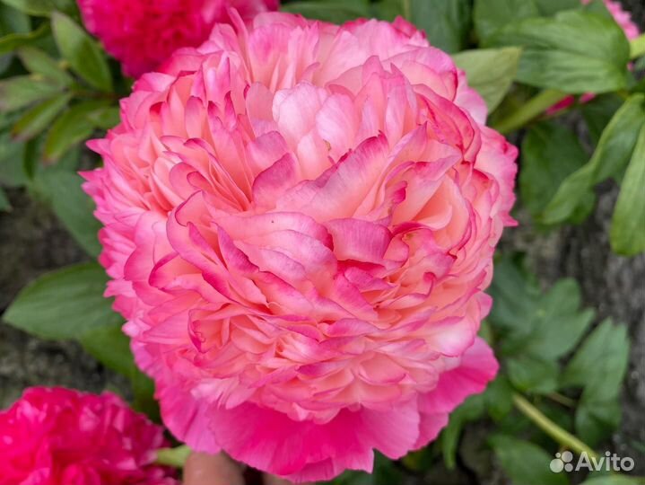 Пион Coral Pom Pom-Пион Корал Пом Пом