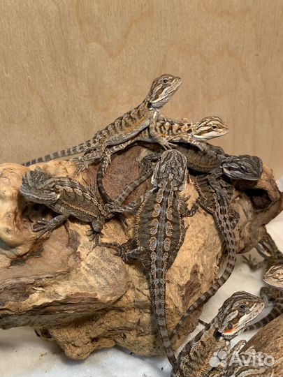 Бородая агама, ящерица, рептилии