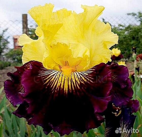Ирисы гибридные коллекционные