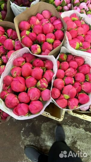 Пионы с доставкой