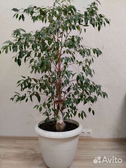 Бенджамина