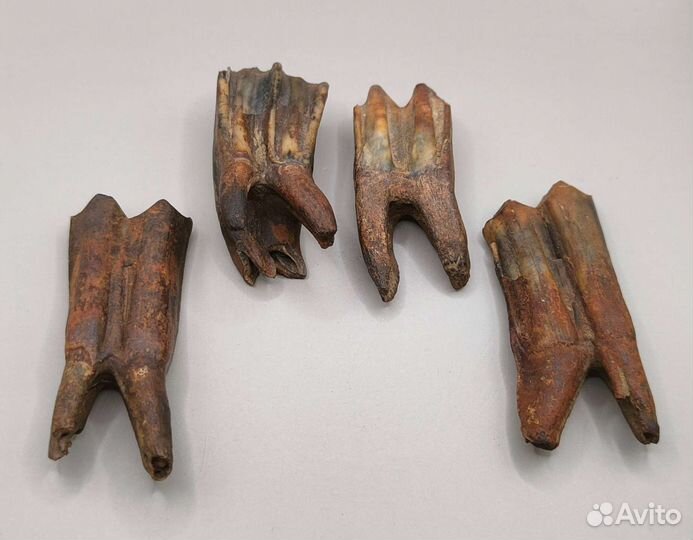 Зубы древних млекопитающих (4 шт) / Окаменелости