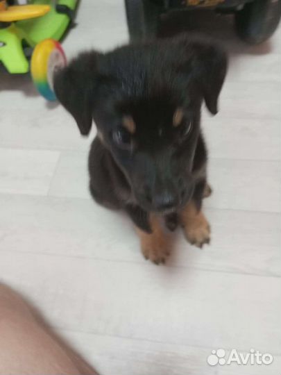 Собака в добрые руки щенок мальчик