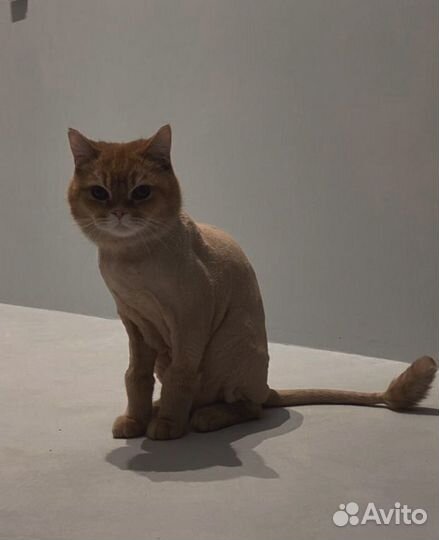 Груминг (выезд на дом )