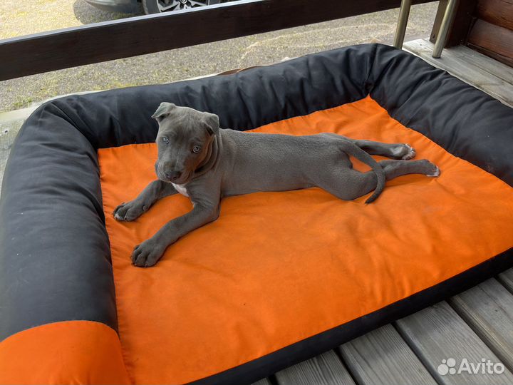 Питбуль прайтер