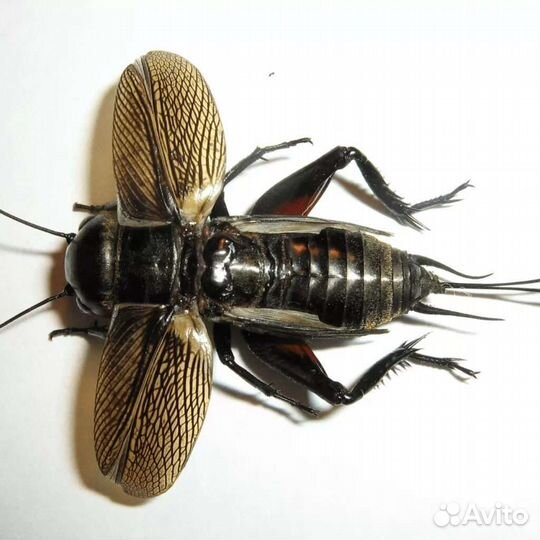 Кормовые насекомые