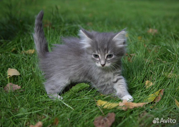 Котята в добрые руки даром