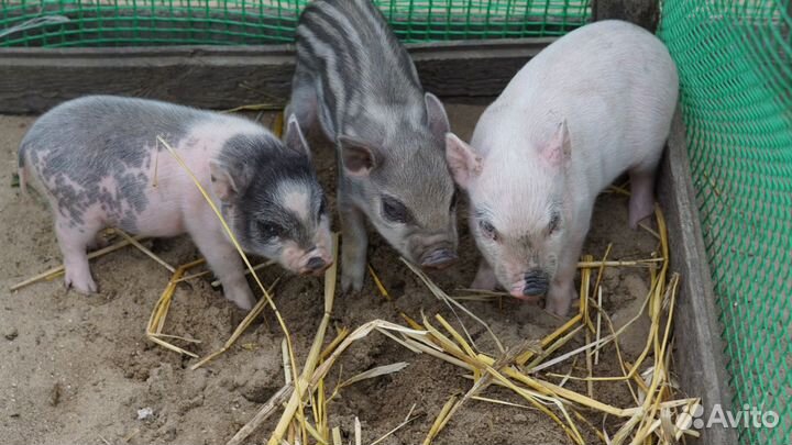 Вьетнамский вислобрюхий хряк