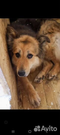 Скромная собака из приюта