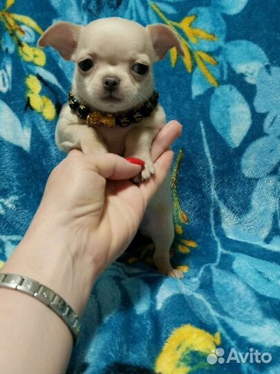 Щенки чихуахуа