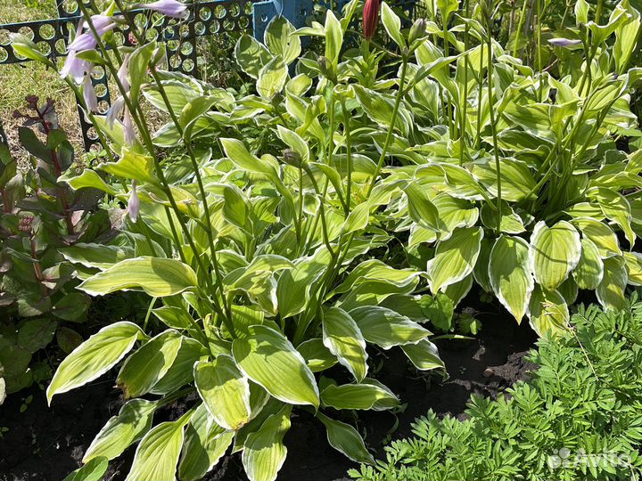 Растения для сада