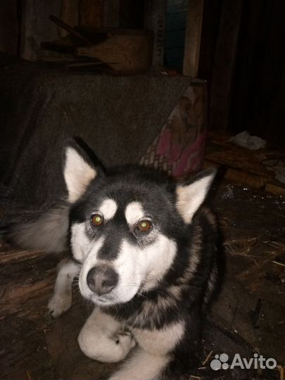 Щенки сибирской хаски мальчики