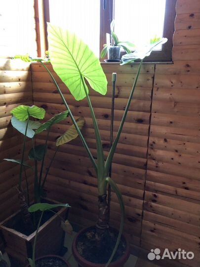 Комнатные растения