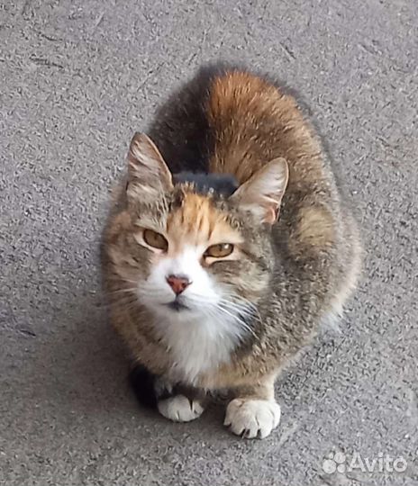 Кошка в дар