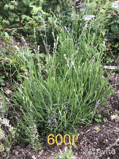 Саженцы лаванды