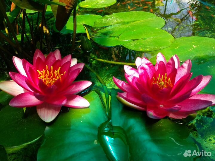 Кои, золотые рыбки опт/розница