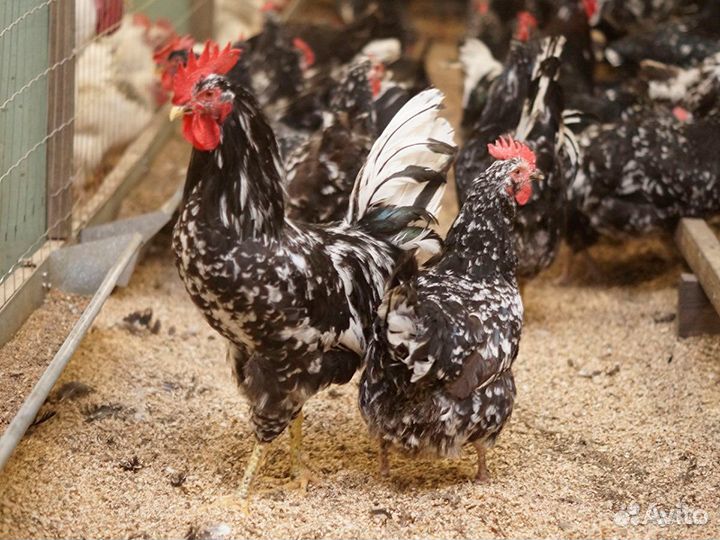 Яйцо породной птицы Австралорп чёрно-пёстрый