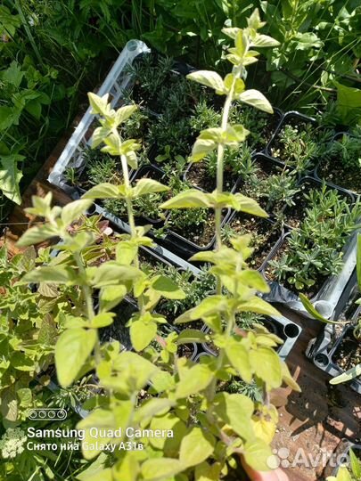 Саженцы лаванды, тимьяна, базилика пряные травы