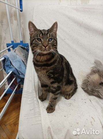 Котёнок - подросток. Оскар. В добрые руки