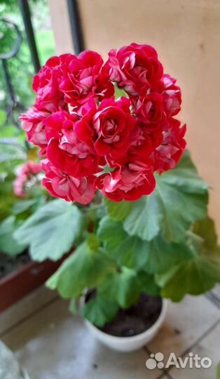 Пеларгония герань розебудная цветущая
