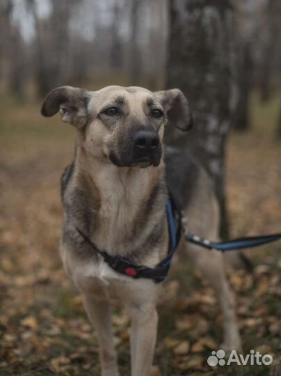 Собачка Лана ищет дом