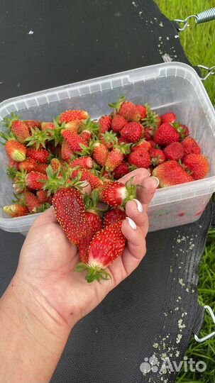 Клубника «купчиха» саженцы