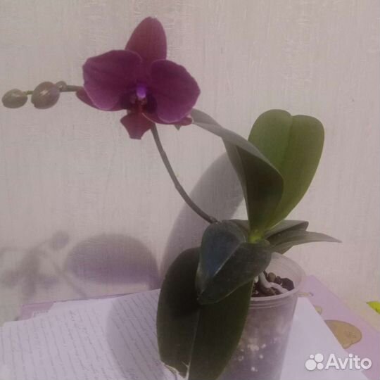 Орхидея фаленопсис
